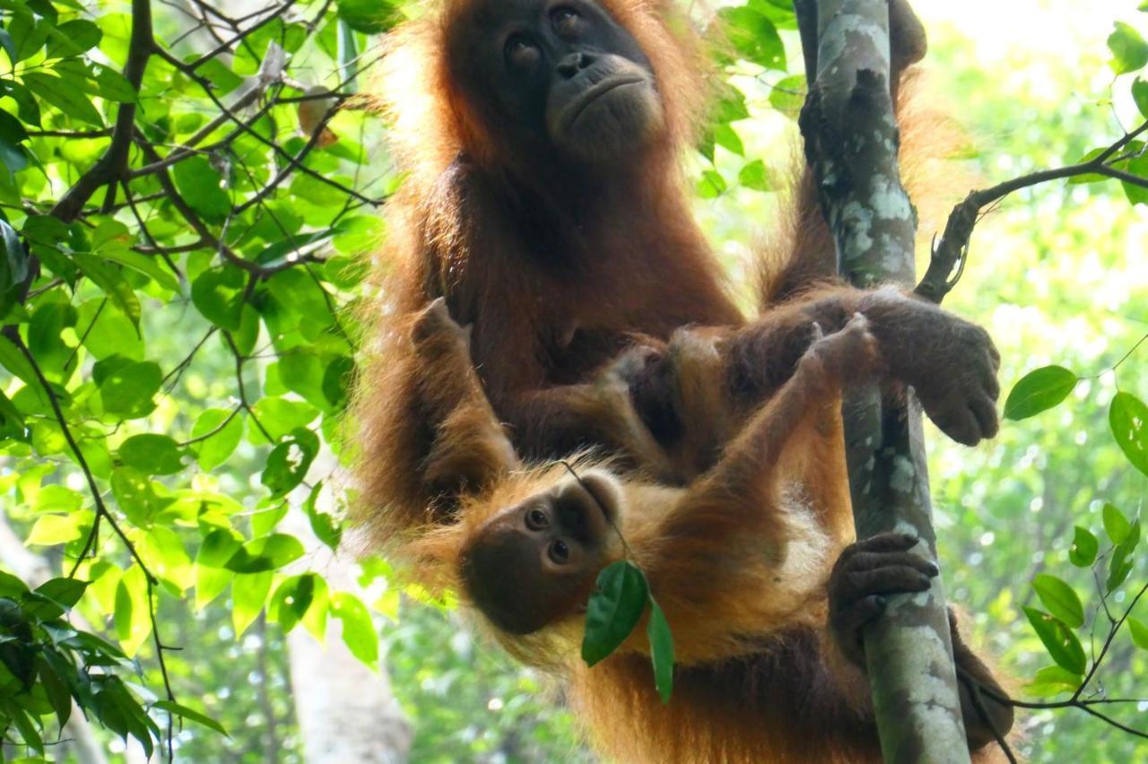 Sumatra Orangutan Discovery Villa Букит-Лаванг Экстерьер фото