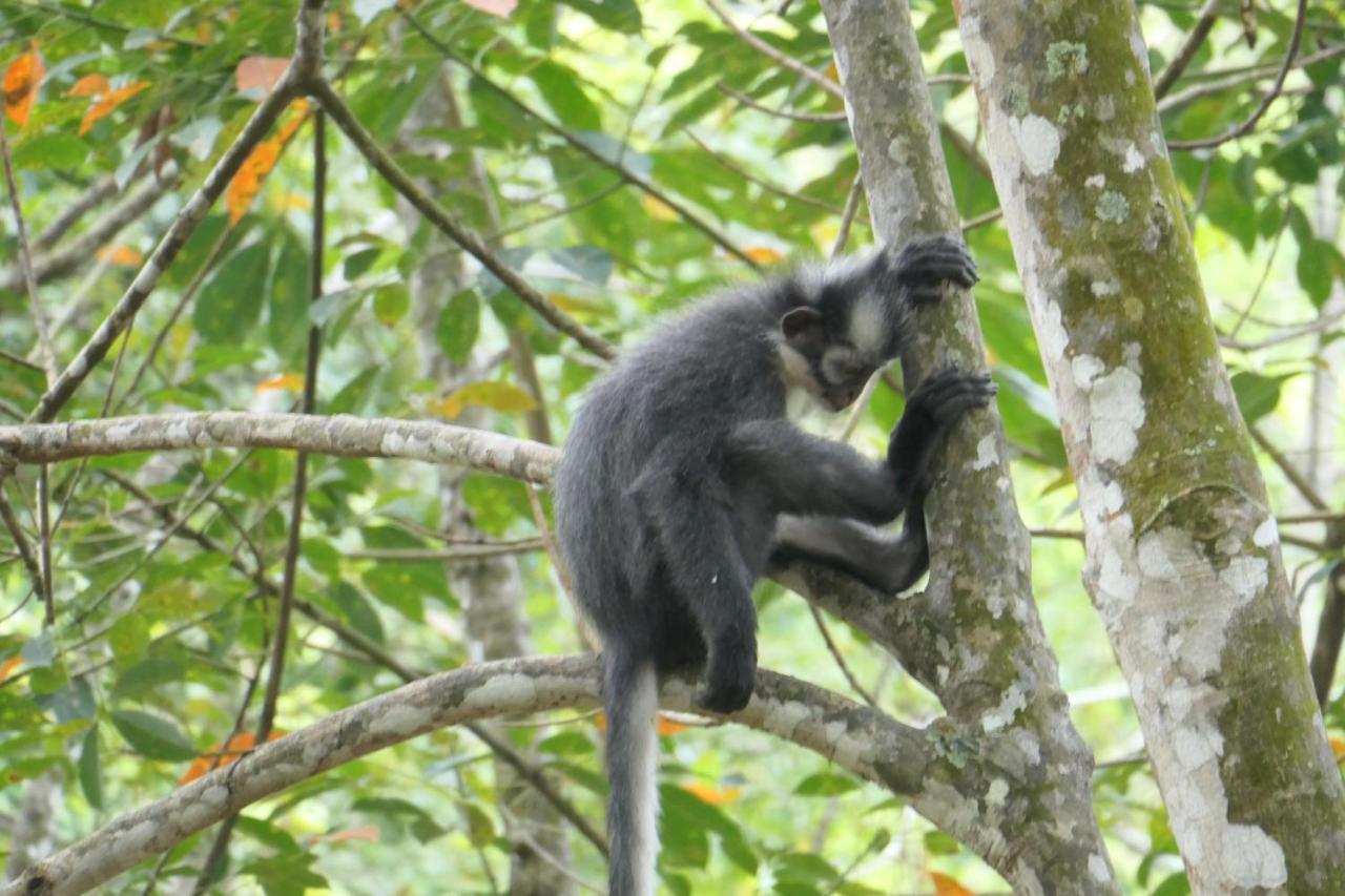 Sumatra Orangutan Discovery Villa Букит-Лаванг Экстерьер фото