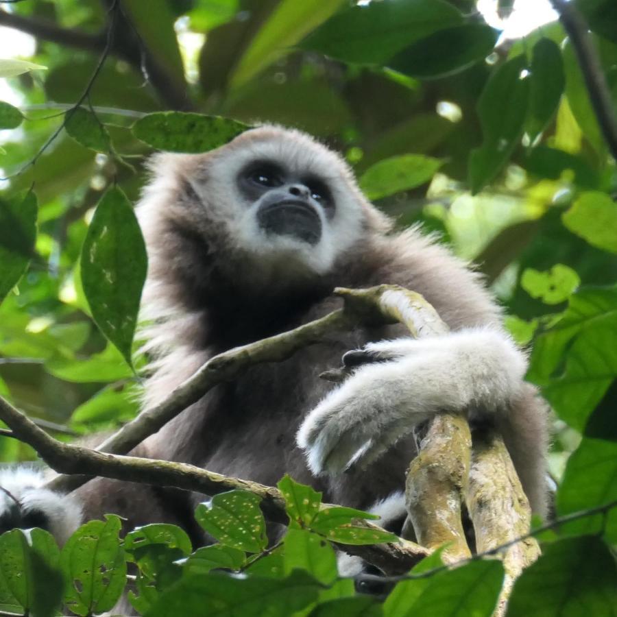 Sumatra Orangutan Discovery Villa Букит-Лаванг Экстерьер фото