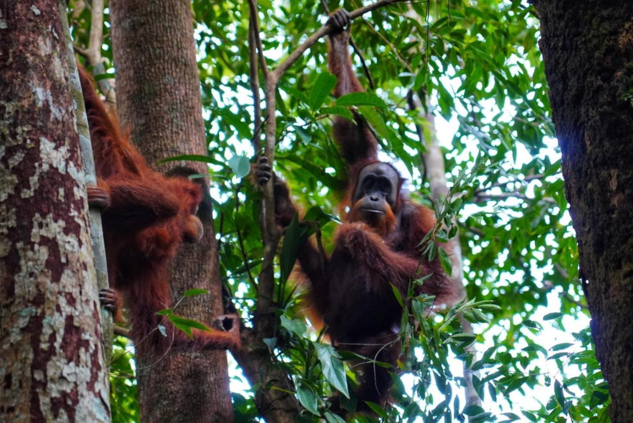 Sumatra Orangutan Discovery Villa Букит-Лаванг Экстерьер фото